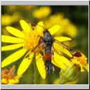 Synanthedon formicaeformis - Glasfluegler 06.jpg